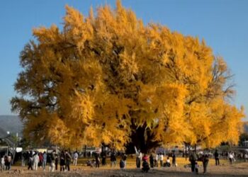 El árbol más hermoso del mundo tiene 800 años y se encuentra en Corea del Sur