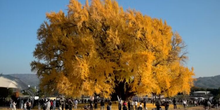 El árbol más hermoso del mundo tiene 800 años y se encuentra en Corea del Sur
