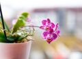 Las 3 plantas de interior que florecen durante todo el año y llenan tu hogar de color
