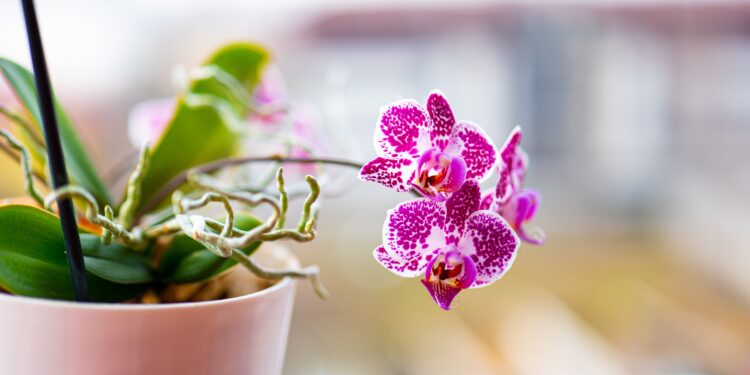 Las 3 plantas de interior que florecen durante todo el año y llenan tu hogar de color