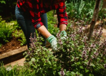 7 plantas para tu jardín fáciles de cultivar y que, según la tradición, atraen riqueza y buena suerte al hogar