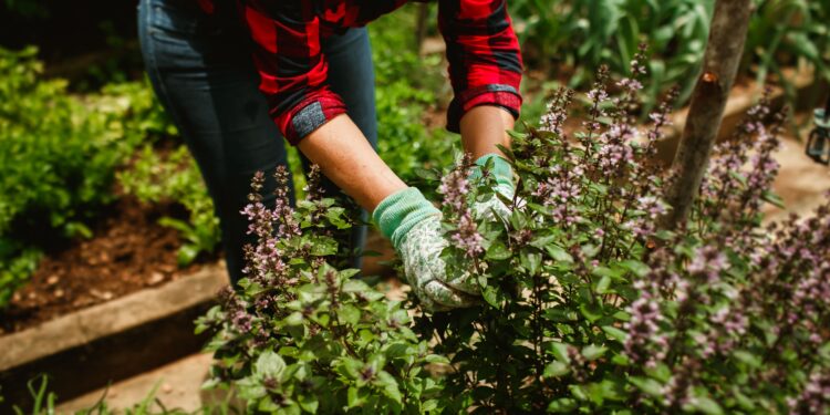 7 plantas para tu jardín fáciles de cultivar y que, según la tradición, atraen riqueza y buena suerte al hogar