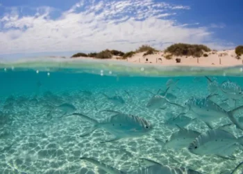 Los cañones submarinos de Australia revelan más de 200 especies y señales de calamares gigantes a casi 5.000 metros de profundidad