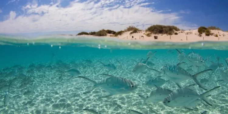 Los cañones submarinos de Australia revelan más de 200 especies y señales de calamares gigantes a casi 5.000 metros de profundidad