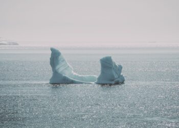 La ruptura de un iceberg en la Antártida permite que cámaras registren un calamar de cristal tan transparente que parece un fantasma nadando