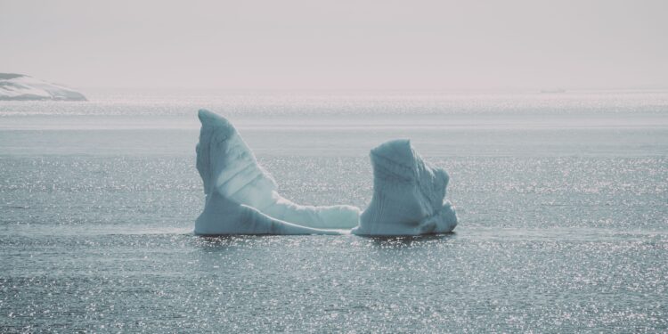La ruptura de un iceberg en la Antártida permite que cámaras registren un calamar de cristal tan transparente que parece un fantasma nadando