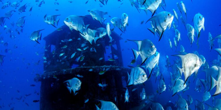 Científicos descubren una especie de pez que vive a 8 kilómetros de profundidad en el océano