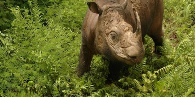 rinoceronte-de-sumatra