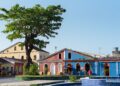 7 árboles que proporcionan mucha sombra y no ensucian el jardín ni los coches estacionados