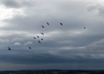 Gastaron 5 millones de dólares para liberar 30 aves, pero 29 fueron devoradas en poco tiempo