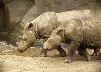 Este es uno de los animales más raros del planeta y quedan menos de 50 ejemplares de su especie