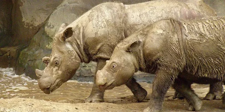 Este es uno de los animales más raros del planeta y quedan menos de 50 ejemplares de su especie