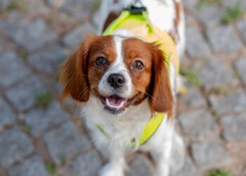 Estas son las mejores razas de perros para vivir en apartamentos pequeños