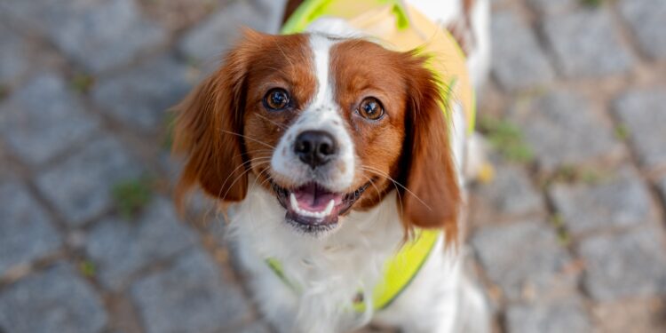 Estas son las mejores razas de perros para vivir en apartamentos pequeños
