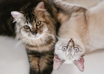 7 razas de gatos tan cariñosas que parecen perros