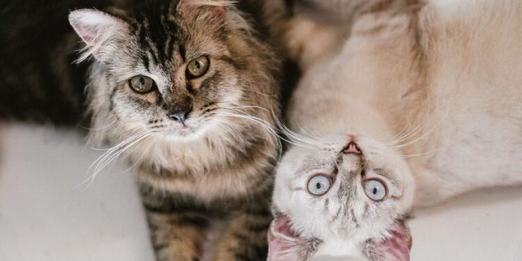 7 razas de gatos tan cariñosas que parecen perros