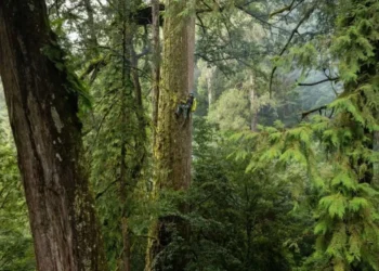 Los árboles más altos de Taiwán alcanzan hasta 84 metros de altura