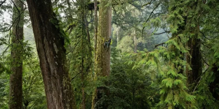 Los árboles más altos de Taiwán alcanzan hasta 84 metros de altura