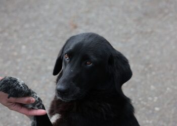 Cómo saber si tu perro es diestro o zurdo en solo cinco minutos