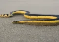 Serpiente marina con la rara capacidad de sobrevivir en mar abierto y un veneno capaz de matar hasta a 100 personas