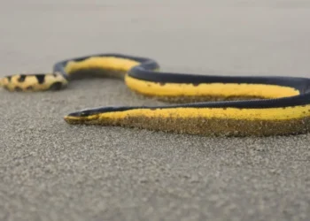 Serpiente marina con la rara capacidad de sobrevivir en mar abierto y un veneno capaz de matar hasta a 100 personas