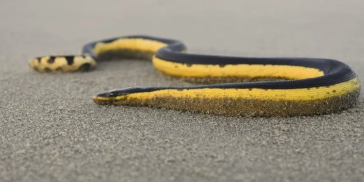 Serpiente marina con la rara capacidad de sobrevivir en mar abierto y un veneno capaz de matar hasta a 100 personas
