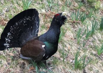 Gastaron casi 1 millón de dólares para liberar 30 aves y, en apenas seis meses, 29 ya habían muerto