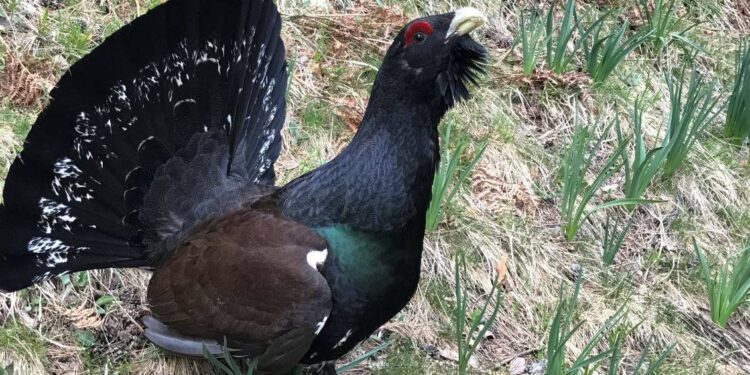 Gastaron casi 1 millón de dólares para liberar 30 aves y, en apenas seis meses, 29 ya habían muerto