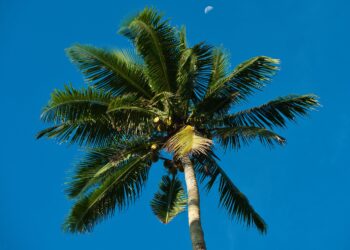 El árbol ideal para tu jardín: sus raíces no levantan el suelo y ofrece sombra durante todo el año