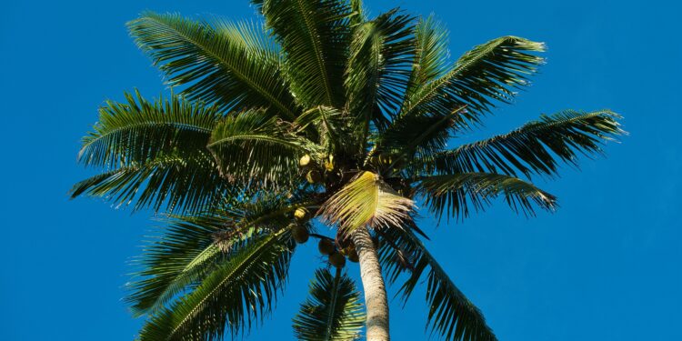 El árbol ideal para tu jardín: sus raíces no levantan el suelo y ofrece sombra durante todo el año