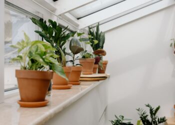 3 plantas hermosas que crecen y florecen en agua y que transformarán la decoración de tu hogar