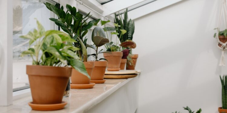 3 plantas hermosas que crecen y florecen en agua y que transformarán la decoración de tu hogar