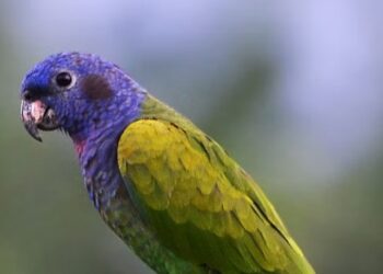Animal que se creía extinto y desaparecido de la Tierra es fotografiado durante una expedición en Indonesia