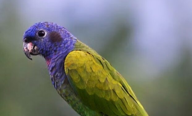 Animal que se creía extinto y desaparecido de la Tierra es fotografiado durante una expedición en Indonesia