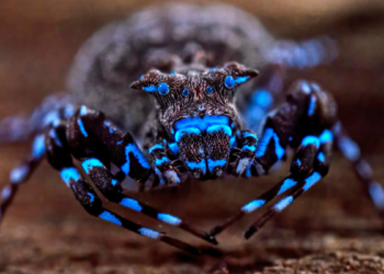 Araña que brilla bajo la luz ultravioleta aparece en una expedición que reveló nuevas especies en Angola