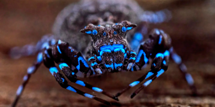 Araña que brilla bajo la luz ultravioleta aparece en una expedición que reveló nuevas especies en Angola