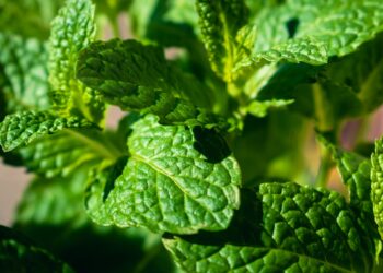 Llevar una hoja de menta en el bolsillo del pantalón: por qué cada vez más personas lo recomiendan