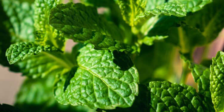 Llevar una hoja de menta en el bolsillo del pantalón: por qué cada vez más personas lo recomiendan
