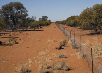 La valla más larga del mundo está en Australia y fue construida para impedir que este animal invadiera su territorio
