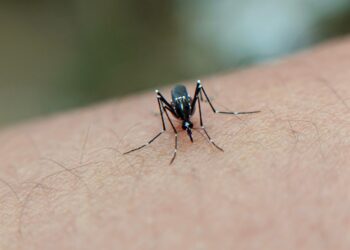 España e Italia unen fuerzas para combatir a un mosquito