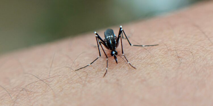 España e Italia unen fuerzas para combatir a un mosquito