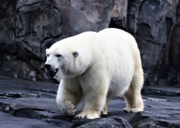 Pocos lo saben, pero el verdadero color de la piel de un oso polar no es blanco