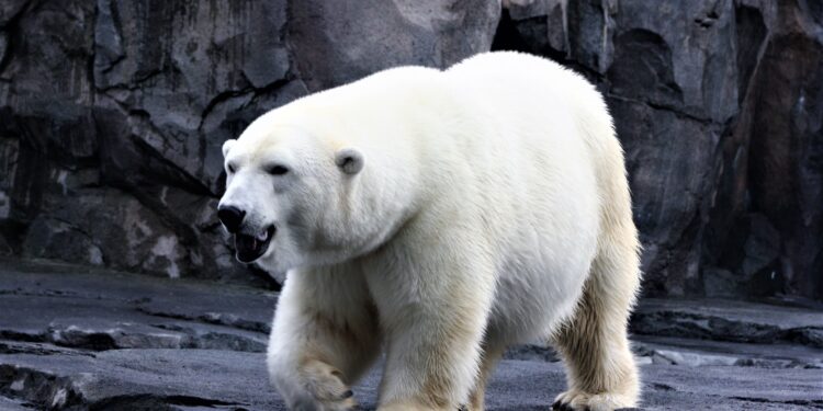 Pocos lo saben, pero el verdadero color de la piel de un oso polar no es blanco