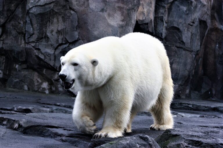 Pocos lo saben, pero el verdadero color de la piel de un oso polar no es blanco