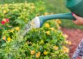 El truco para aprovechar el agua que gotea del aire acondicionado y cultivar plantas en ciudades con calor extremo
