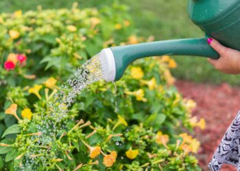 El truco para aprovechar el agua que gotea del aire acondicionado y cultivar plantas en ciudades con calor extremo