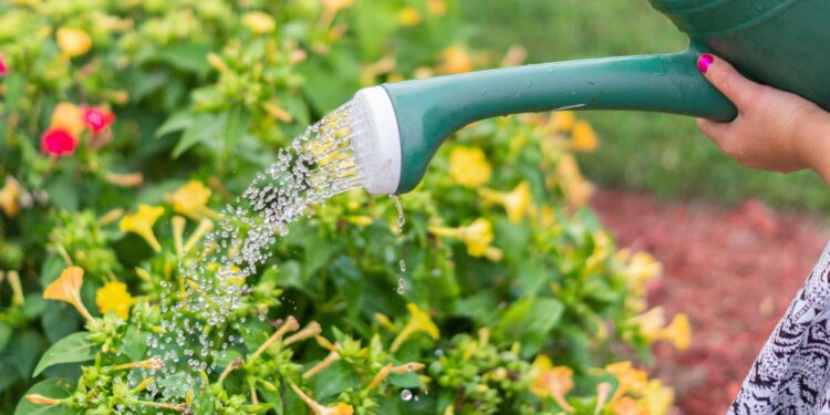 El truco para aprovechar el agua que gotea del aire acondicionado y cultivar plantas en ciudades con calor extremo