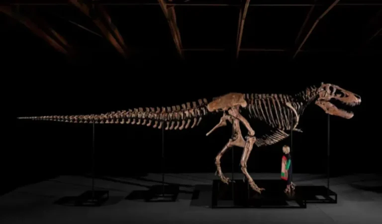 Este hombre pagó 50,1 millones de dólares y ahora tiene un dinosaurio al que puede llamar suyo