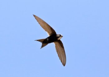 El ave que desafía a la ciencia al ser capaz de volar durante meses sin posarse e incluso dormir en el aire