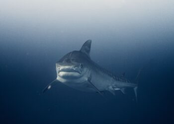 Monstruo marino de más de 450 kilos y 4 metros de longitud reaparece en América tras años desaparecido